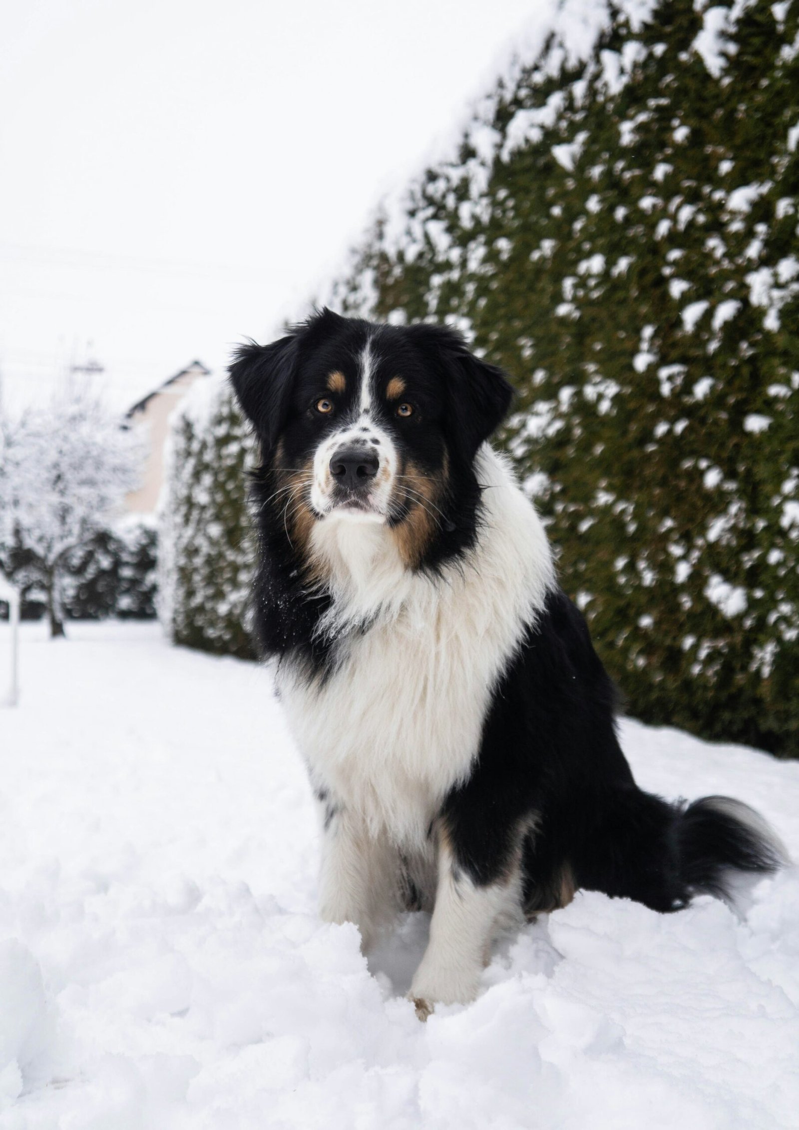 berger australien neige