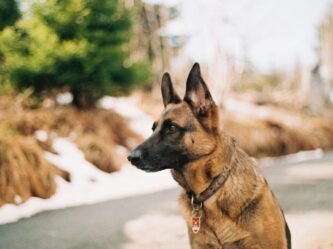 Un chien de race berger allemand avec collier personnalisé