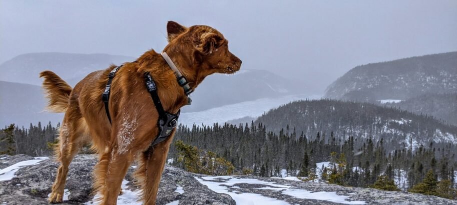 un harnais en Y sur un Golden Retriever
