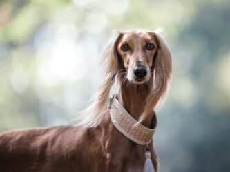 Un chien avec un collier en cuir